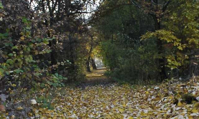 Park Muakw 