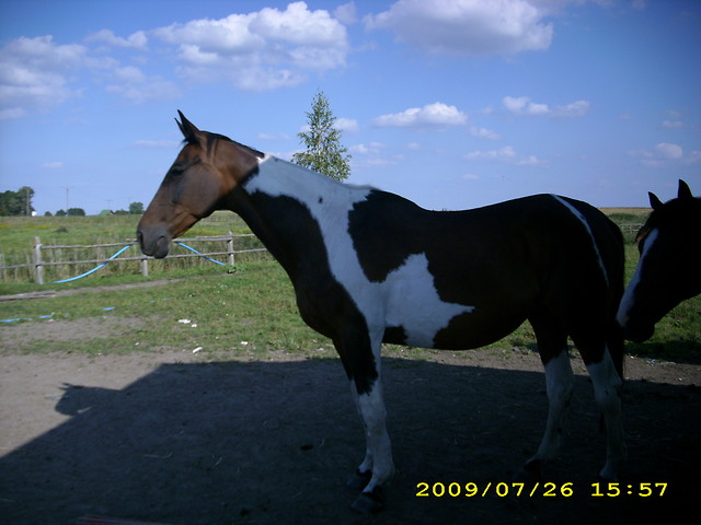 Halna