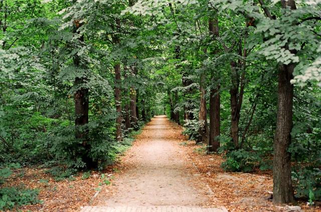 Path