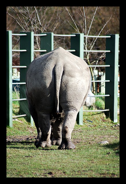 Big Ass Mama 