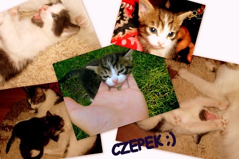 czaek