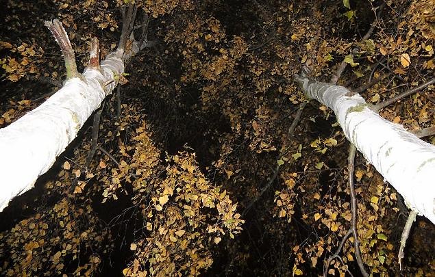 Betula pendula noc.!