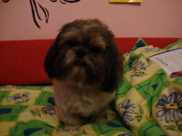 STiCZ MoJ koCHAny