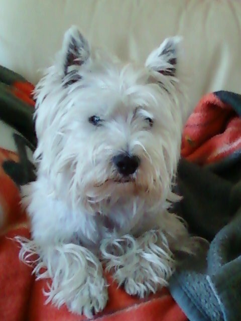 Cezar