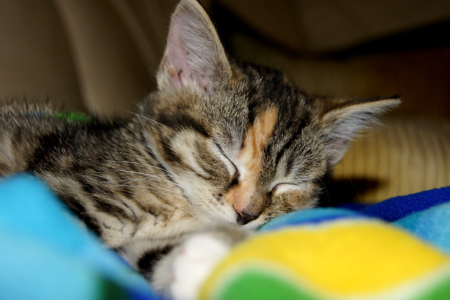 Kicia:*