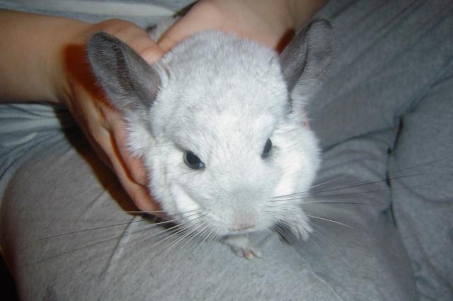 Moja Luna