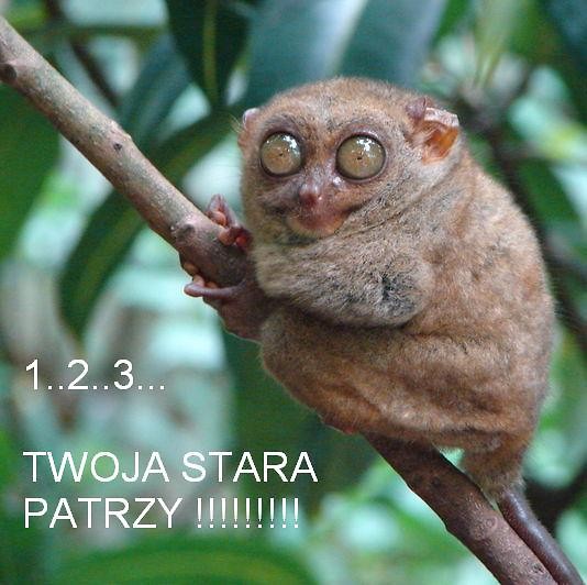 1..2..3.. twoja stara patrzy