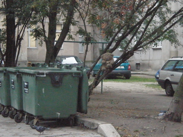 podwrkowe zwierzta