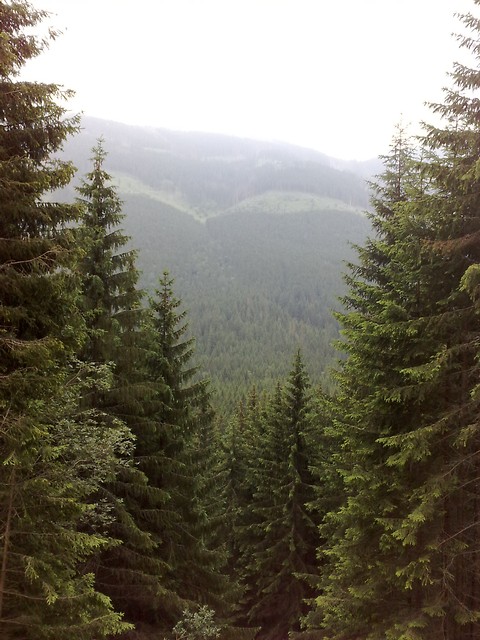 Wpis idyotka