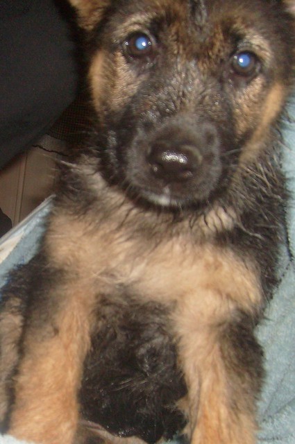 Ares  w   Kpieli