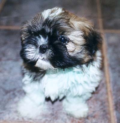 Shih tzu.^^