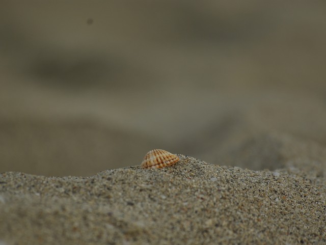 muszelka