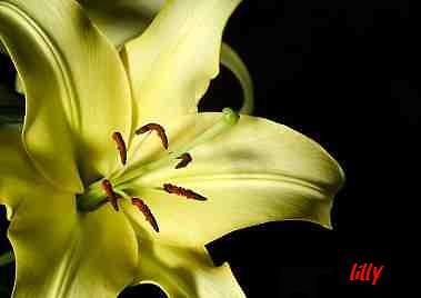 Lillia