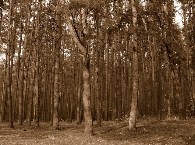 Nocne bredzenie c.d.