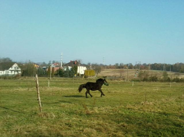 Galopy :)