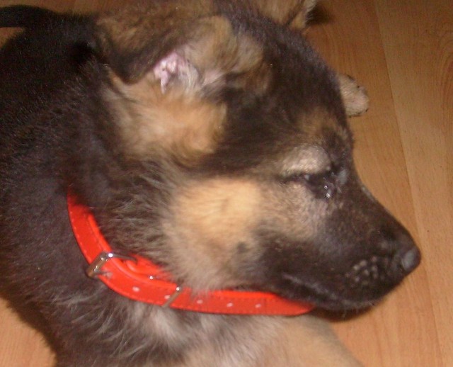 ARES