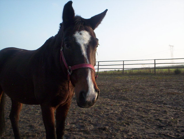 Belka < 3