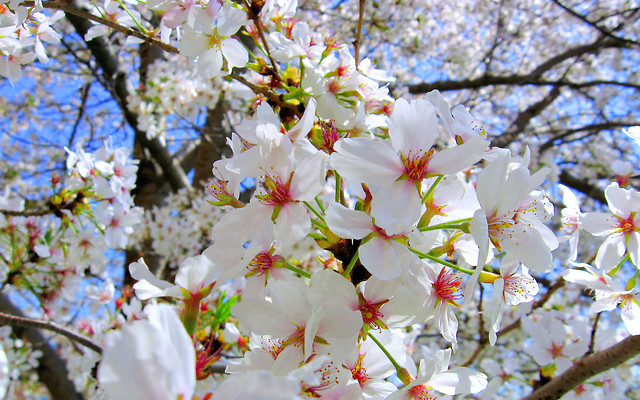 Cherry dreams.
