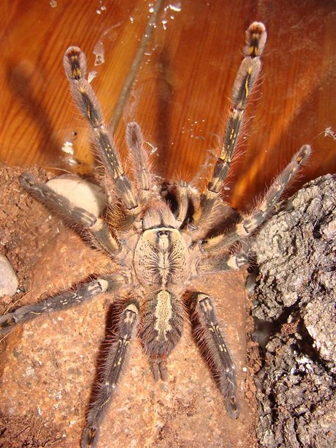 P. ornata