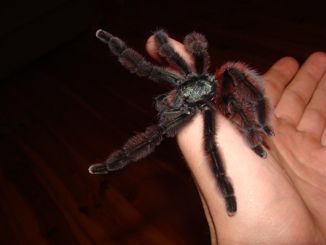 A. versicolor