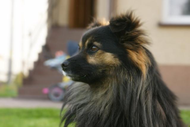 Kulka