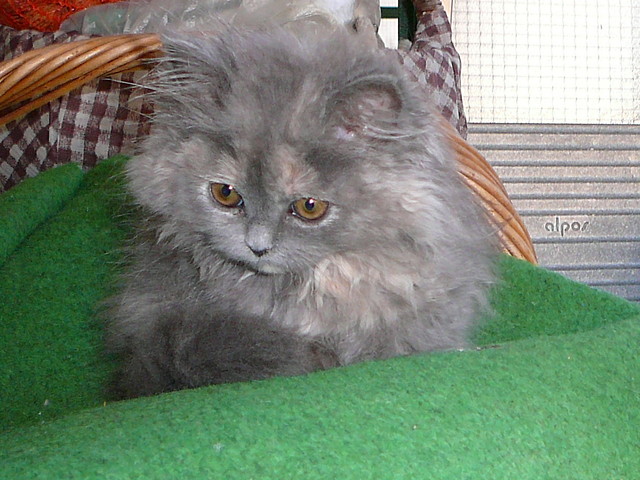 Wpis max2005