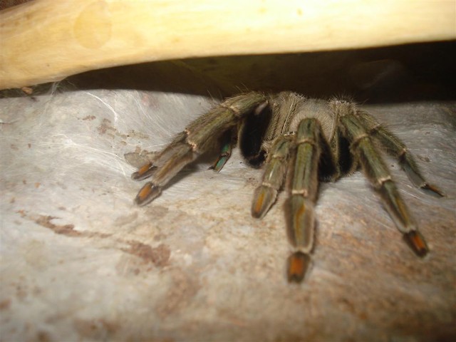 P. cambridgei