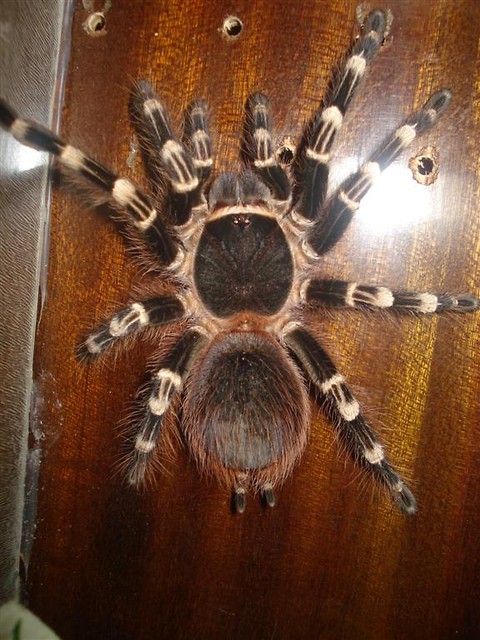 A. geniculata