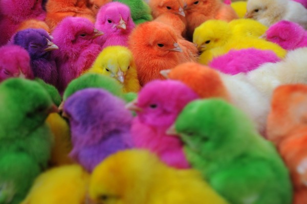 Colors Chicken ^*