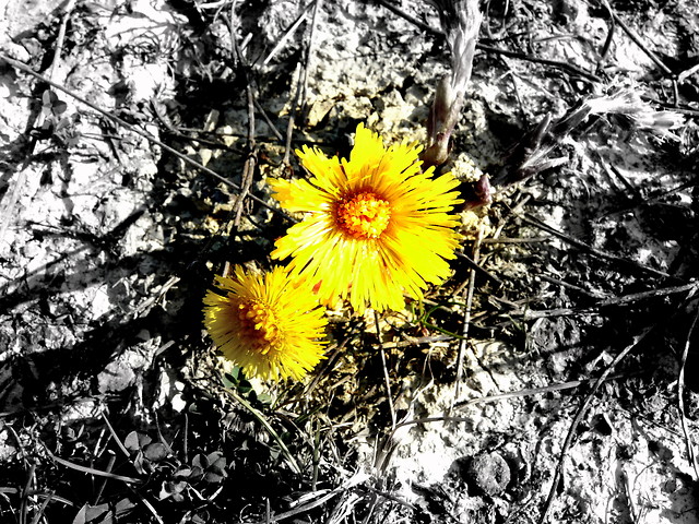 Mr.Sunny-flower 