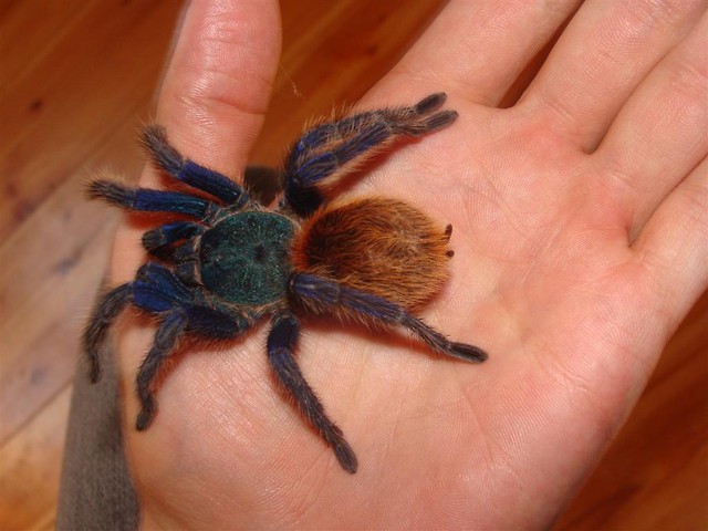 Ch. cyanopubescens