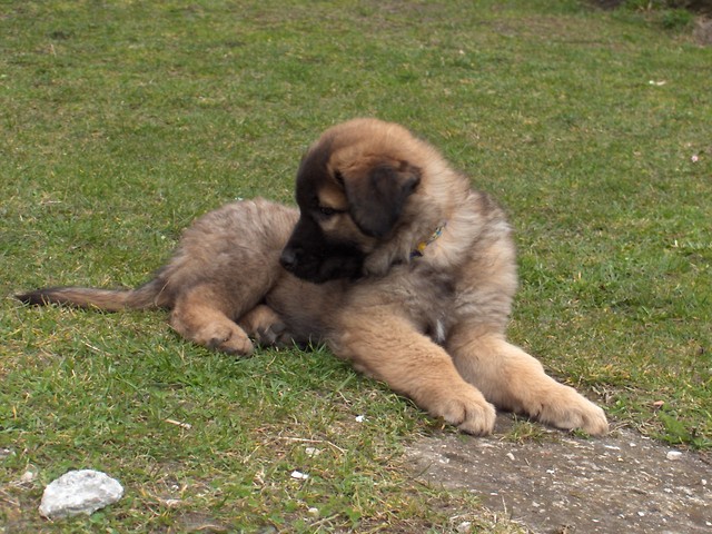 kamirz