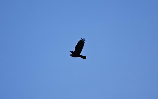 Corvus corax
