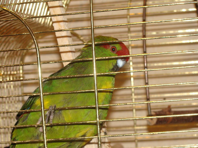 pusia
