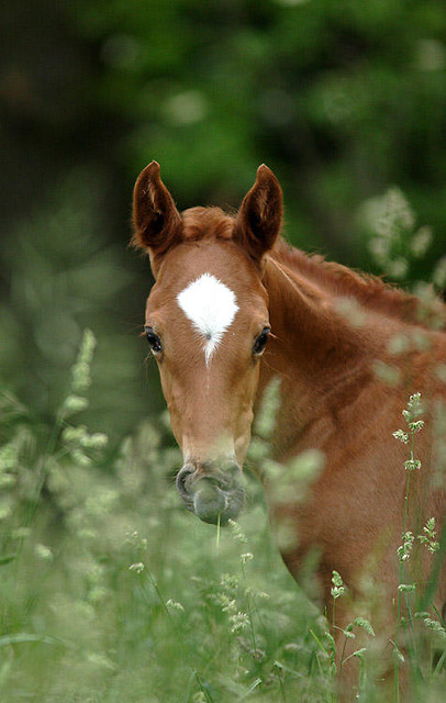 Konik ;-* rebaczek ;-**