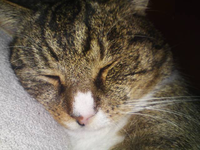 Kubu.