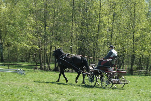 trening zaprzgowy
