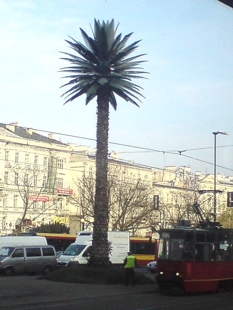 Palm in Warsaw