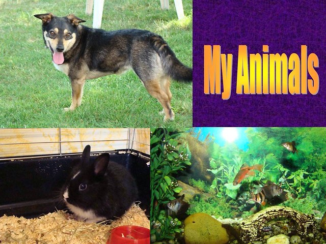 My Animals