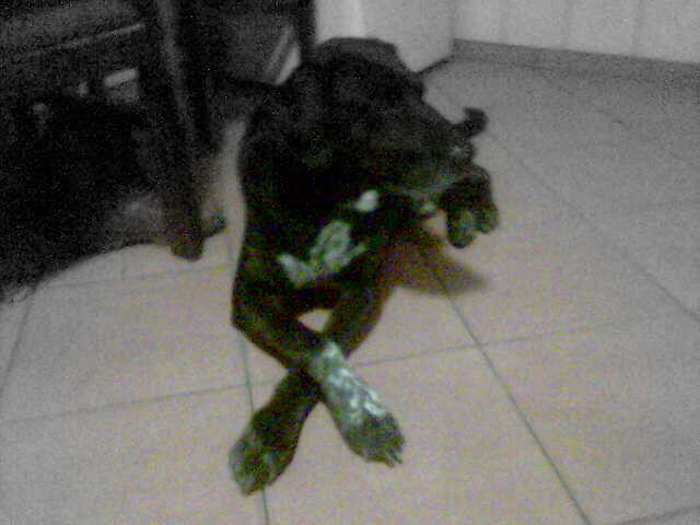 Piesio :)