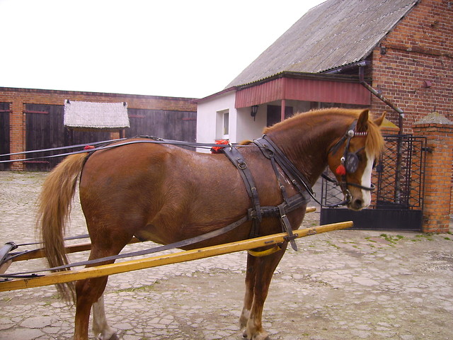 konik :D