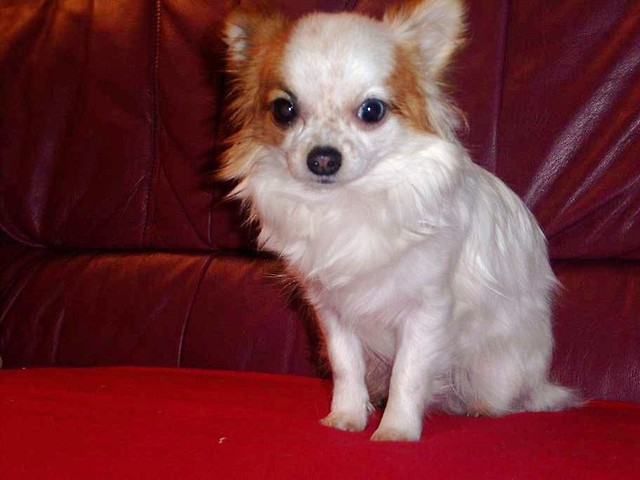 Selli
