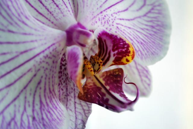 Orchidea