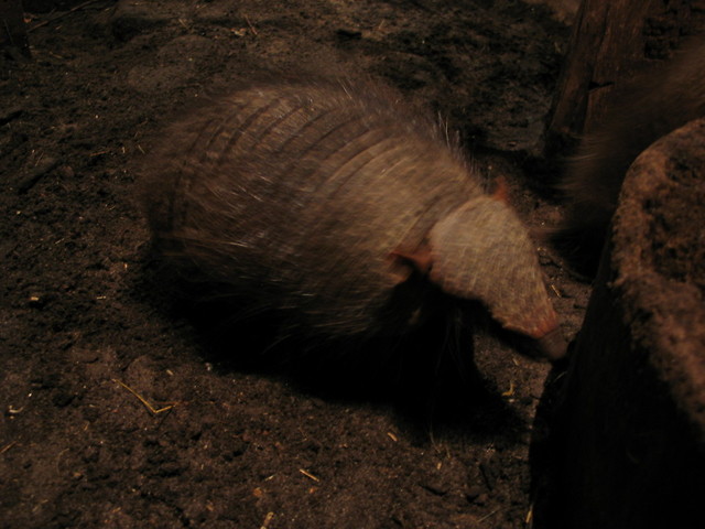 Pancernik Wochaty