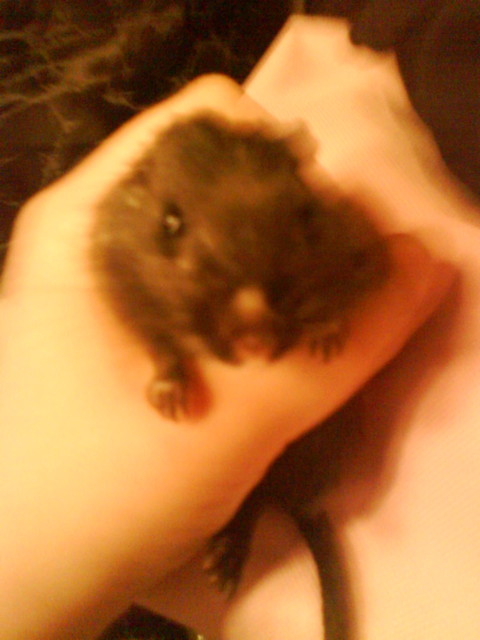 Misiak!!!   xdd