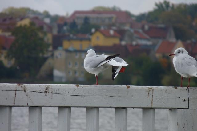 Wpis urodzona21maja