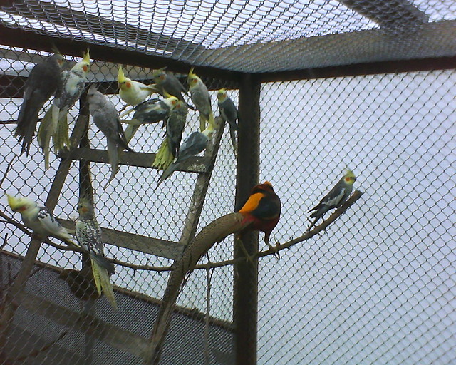 Hobby