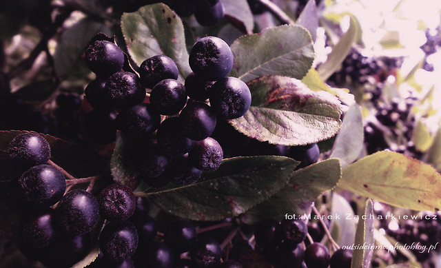 aronia.