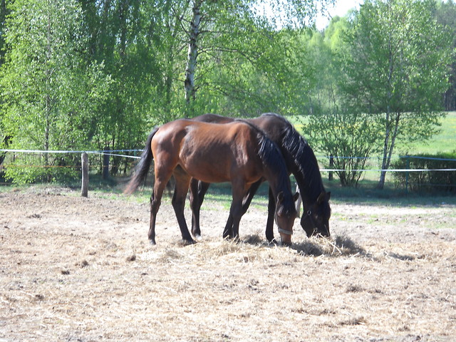 Maksima i Markiza