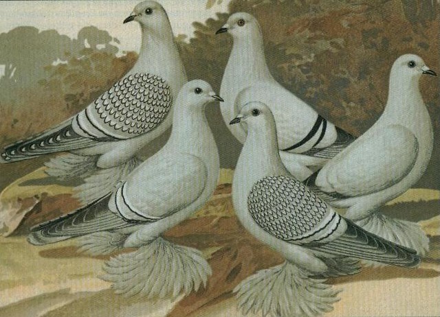 gruuu